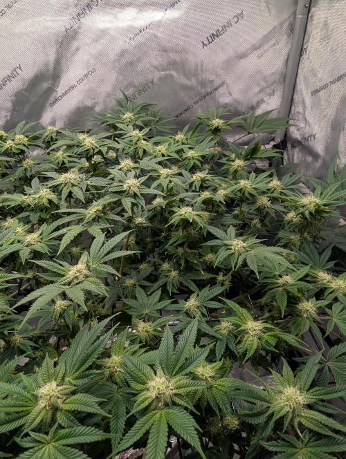 Challah Cake. Week 10