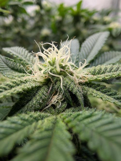 Challah Cake. Week 10