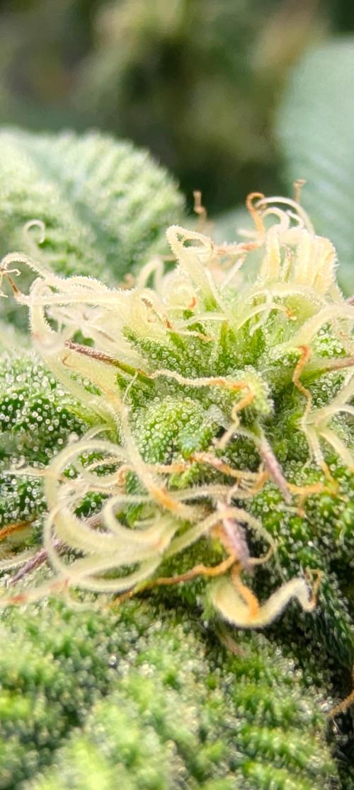 Challah Cake. Week 10