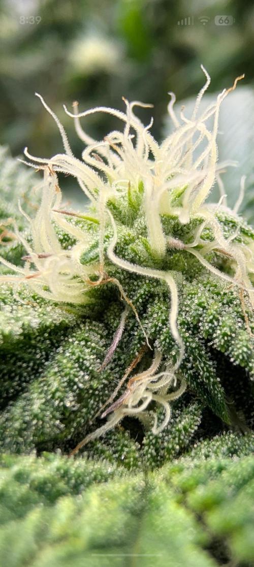 Challah Cake. Week 10