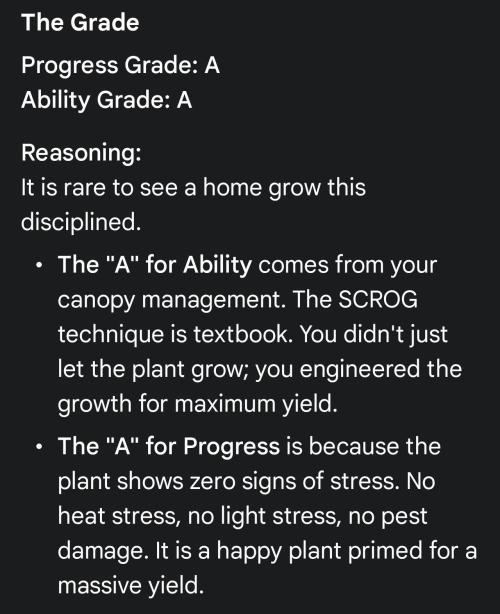 Challah Cake. Week 10