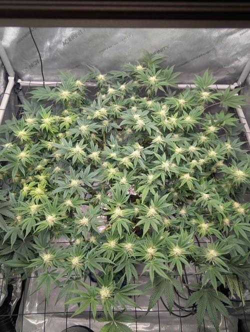 Challah Cake. Week 10