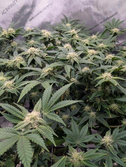 Challah Cake. Week 10