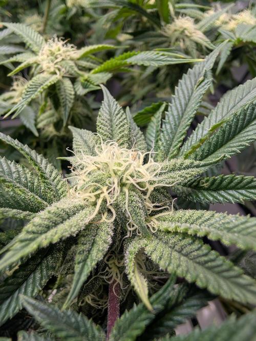 Challah Cake. Week 10