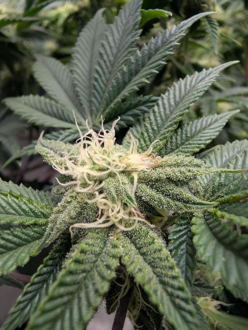 Challah Cake. Week 10