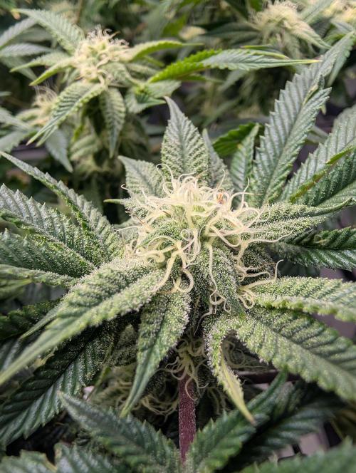 Challah Cake. Week 10