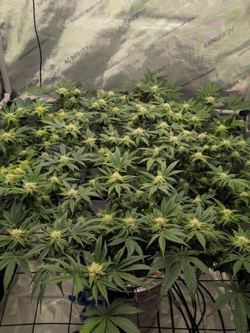 Challah Cake. Week 10