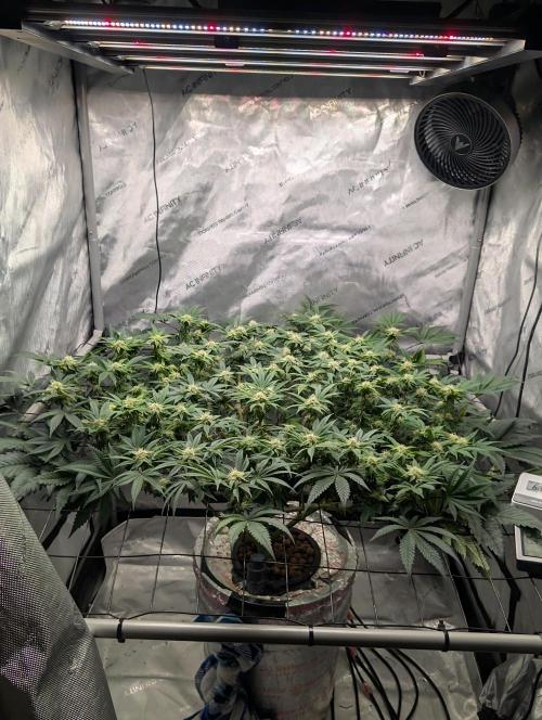 Challah Cake. Week 10