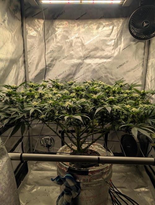 Challah Cake. Week 10