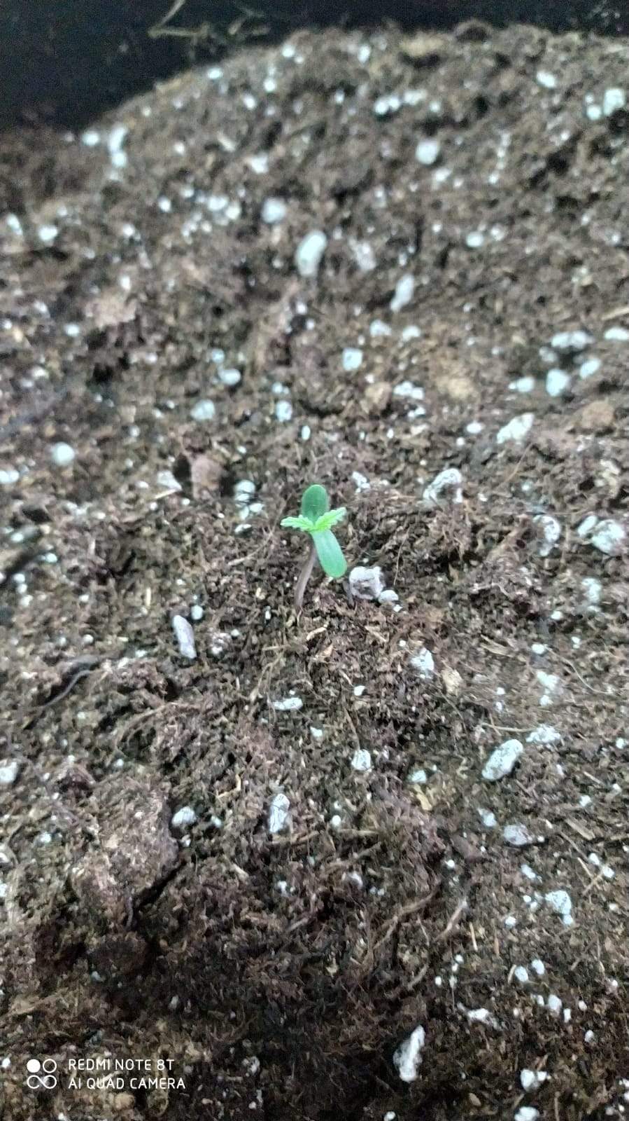 blueberry grow diary (journal) week1 by Victor_delasanta GrowDiaries