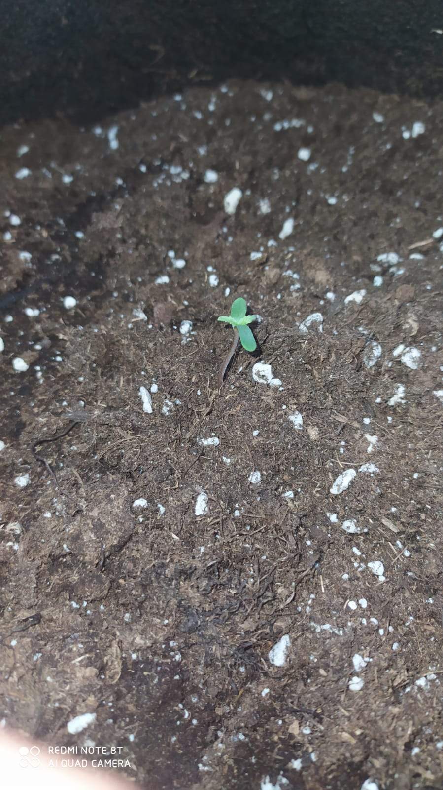 blueberry grow diary (journal) week1 by Victor_delasanta GrowDiaries