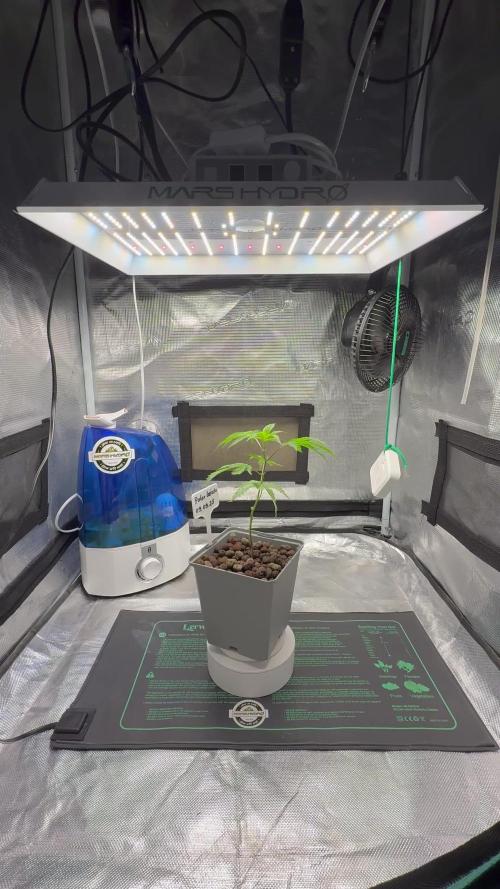 Polar Gelato f Sherbinskis x Silentseeds