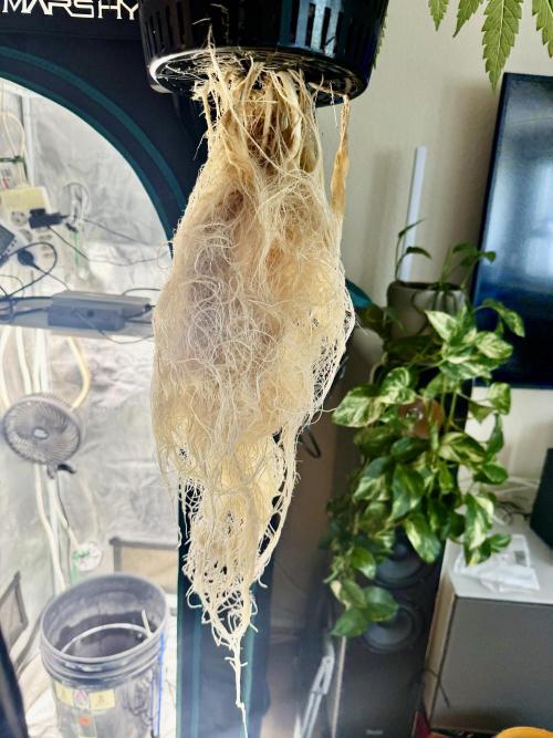 First (R)DWC Grow Pineapple Kush. Week 8 - In Echt sehen Sie viel größer aus. Aber im allgemeinen sehr gesund. 