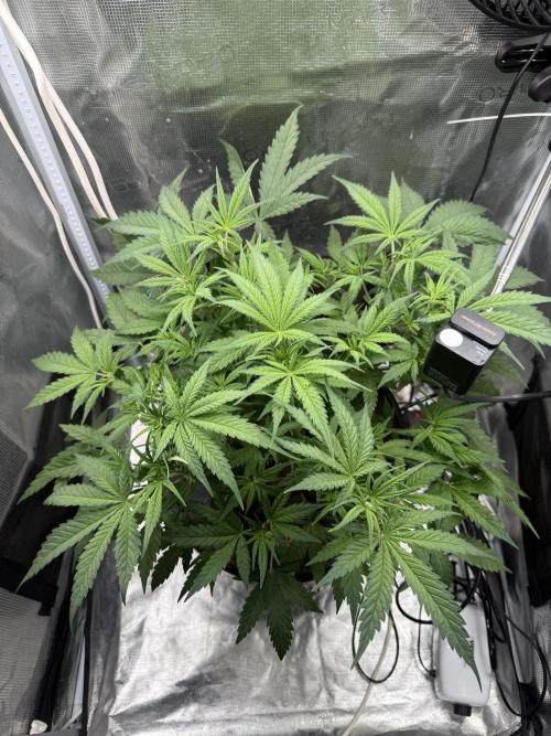 First (R)DWC Grow Pineapple Kush. Week 8