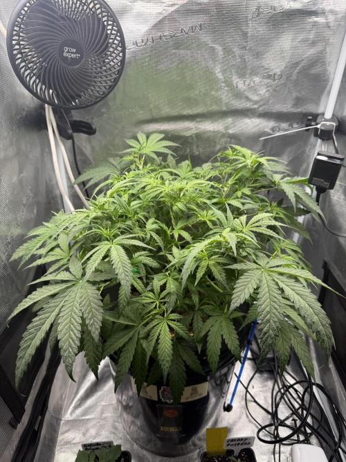 First (R)DWC Grow Pineapple Kush. Week 8