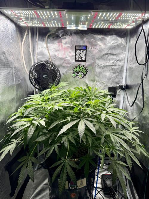 First (R)DWC Grow Pineapple Kush. Week 1