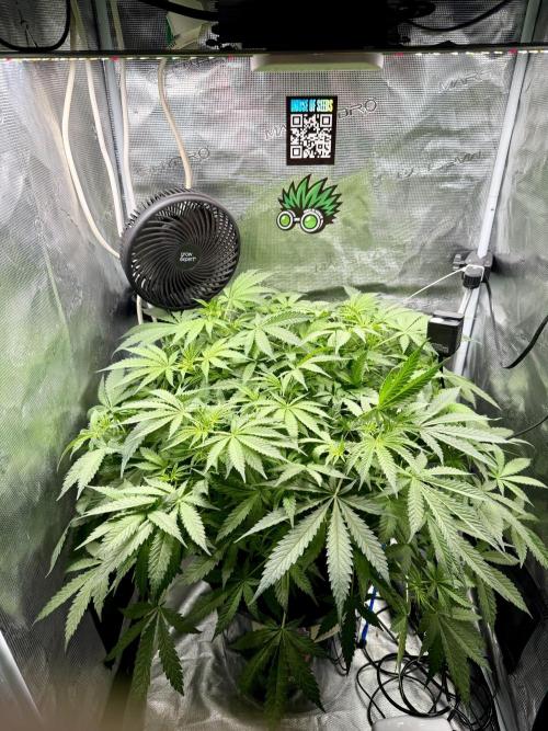 First (R)DWC Grow Pineapple Kush. Week 1