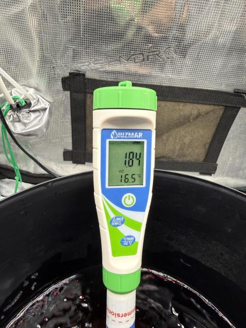 First (R)DWC Grow Pineapple Kush. Week 1