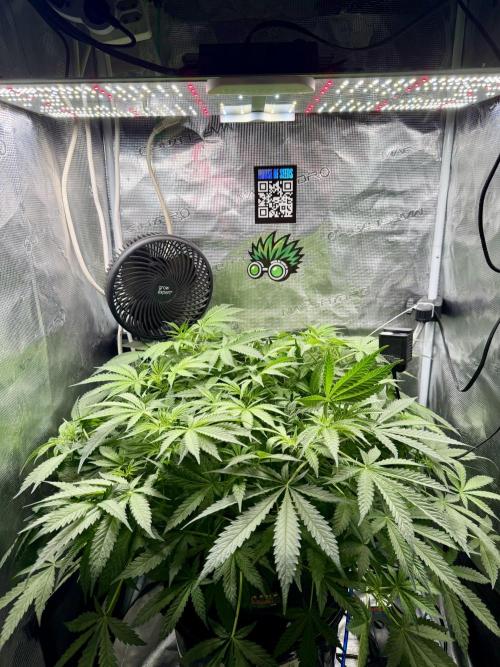 First Time DWC Pineapple Kush Grow. Week 2