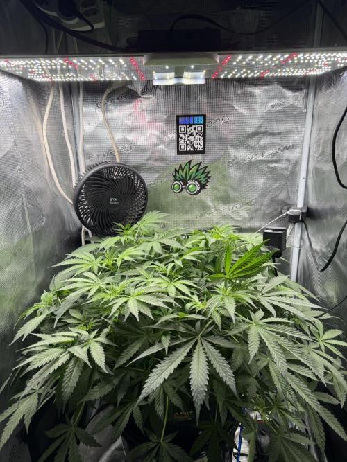 First Time DWC Pineapple Kush Grow. Week 2