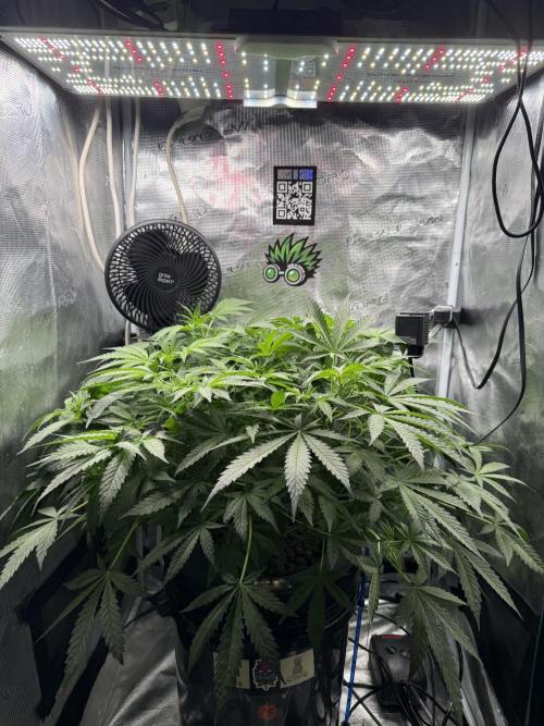 First Time DWC Pineapple Kush Grow. Week 2