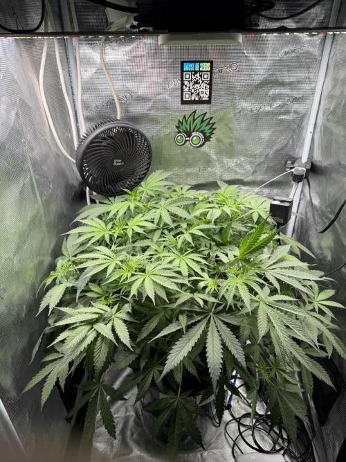 First Time DWC Pineapple Kush Grow. Week 2