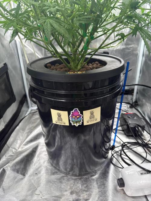 First Time DWC Pineapple Kush Grow. Week 2