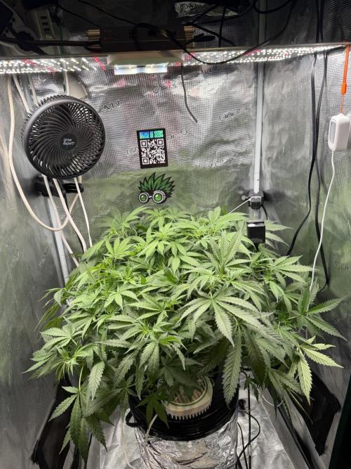 First Time DWC Pineapple Kush Grow. Week 2