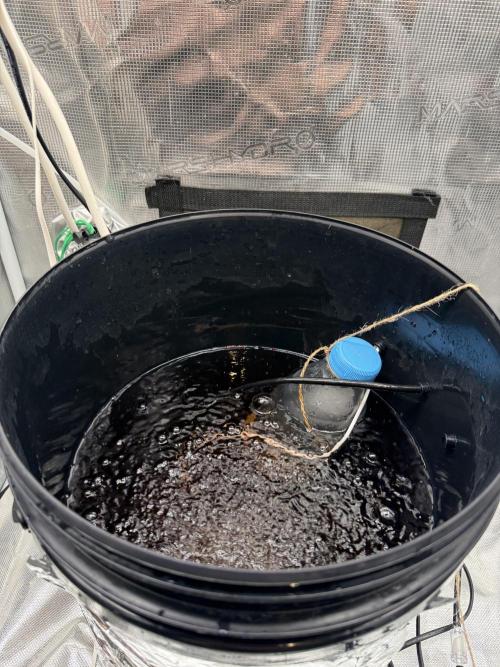 First Time DWC Pineapple Kush Grow. Week 2 - Freezed water gel
