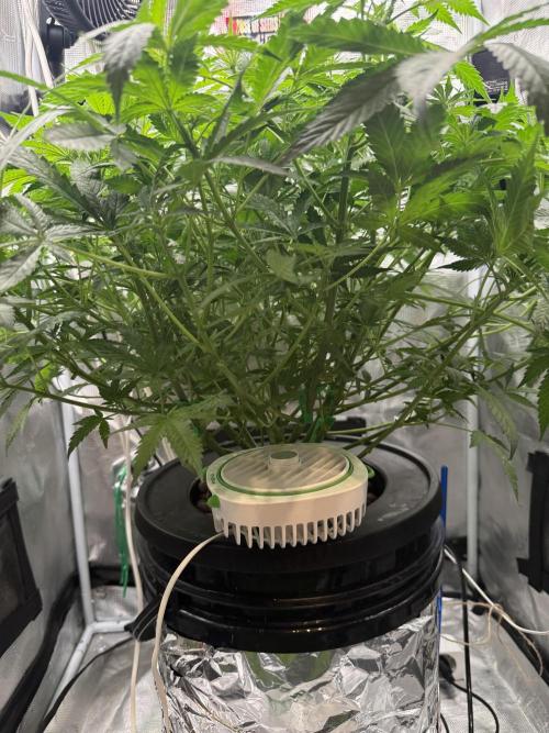 First Time DWC Pineapple Kush Grow. Week 2 - USB Lüfter von unten 