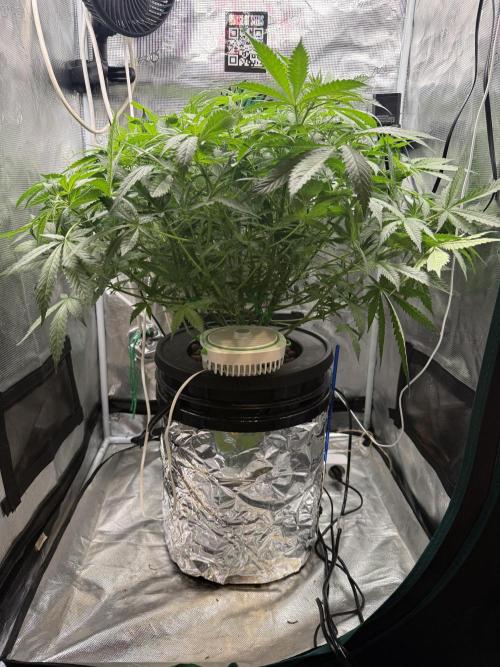 First Time DWC Pineapple Kush Grow. Week 2