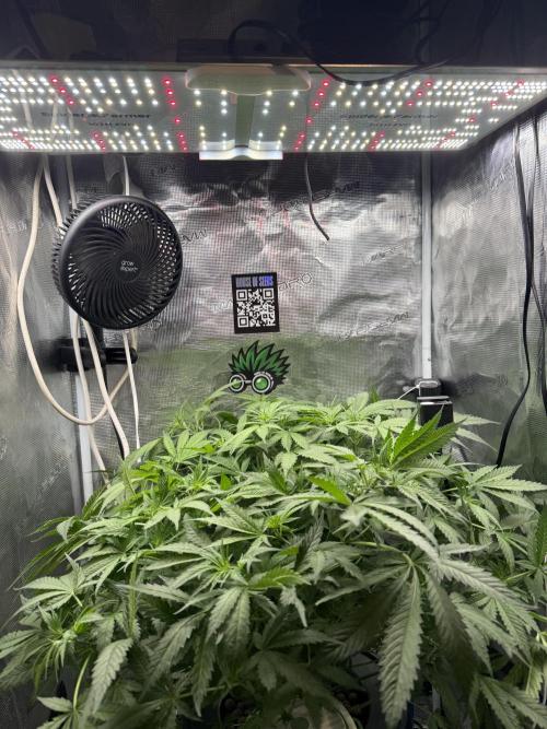 First Time DWC Pineapple Kush Grow. Week 2