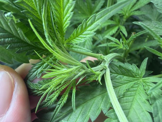 First Time DWC Pineapple Kush Grow. Week 2 - Vorblütenansatz?