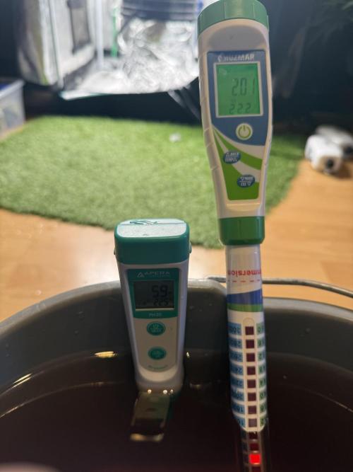 First Time DWC Pineapple Kush Grow. Week 2