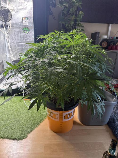 First Time DWC Pineapple Kush Grow. Week 2