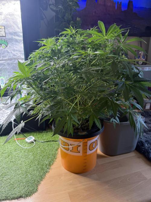 First Time DWC Pineapple Kush Grow. Week 2