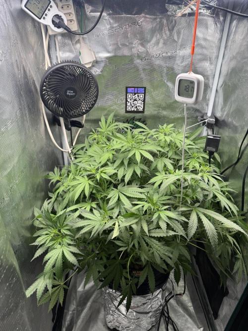 First Time DWC Pineapple Kush Grow. Week 2 - Die steht gut da oder?