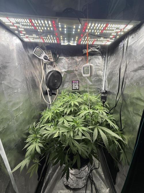First Time DWC Pineapple Kush Grow. Week 2