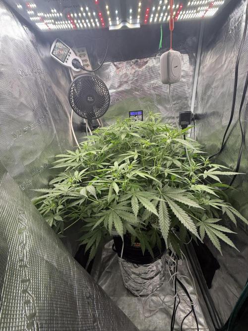 First Time DWC Pineapple Kush Grow. Week 3
