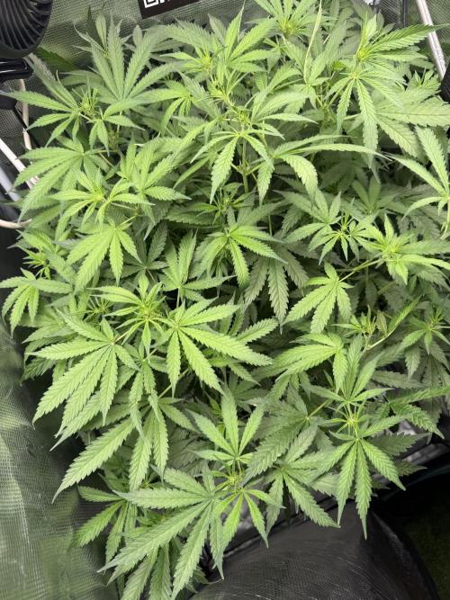 First Time DWC Pineapple Kush Grow. Week 3