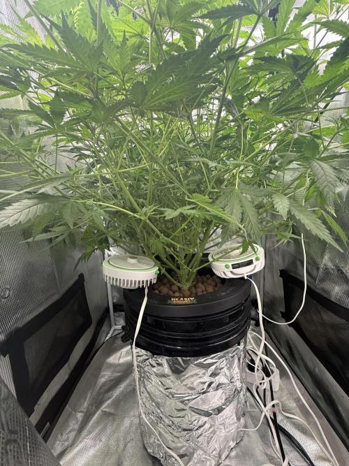 First Time DWC Pineapple Kush Grow. Week 3