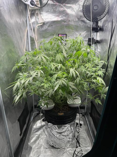 First Time DWC Pineapple Kush Grow. Week 3
