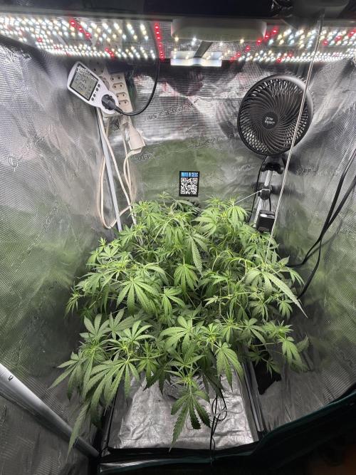 First Time DWC Pineapple Kush Grow. Week 3