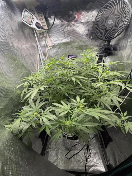 First Time DWC Pineapple Kush Grow. Week 3