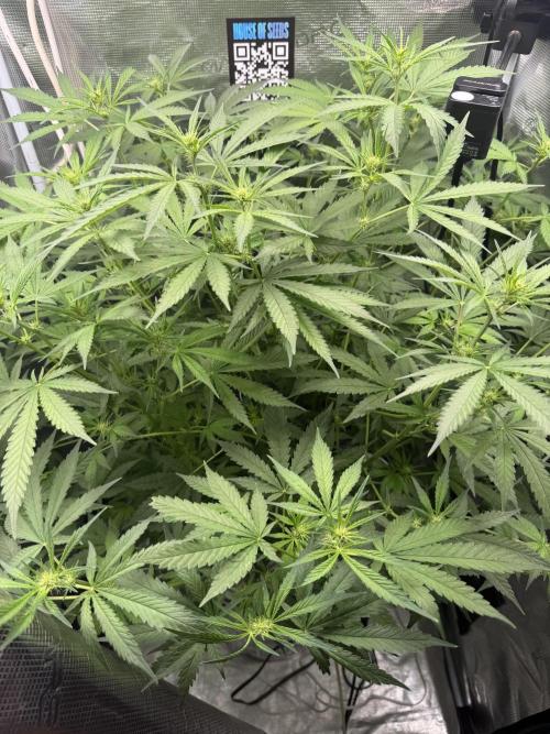 First Time DWC Pineapple Kush Grow. Week 3