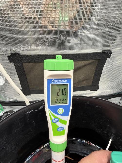 First Time DWC Pineapple Kush Grow. Week 3