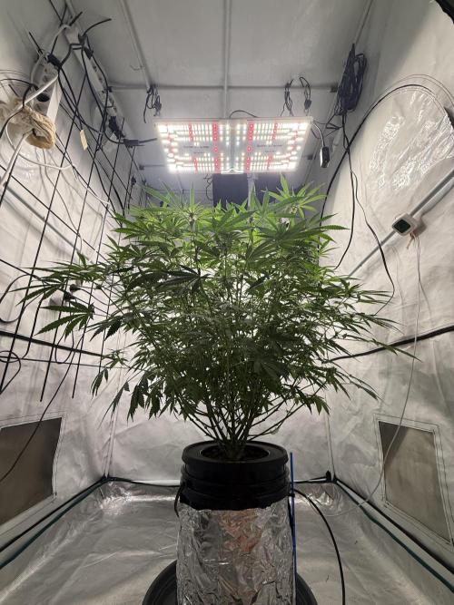 First Time DWC Pineapple Kush Grow. Week 4