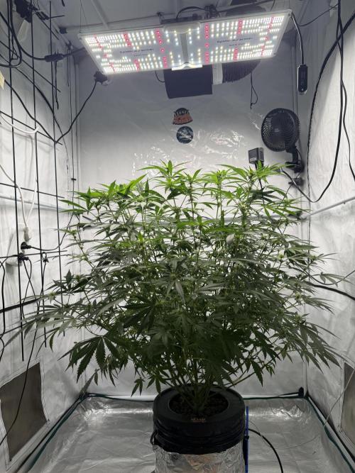 First Time DWC Pineapple Kush Grow. Week 4
