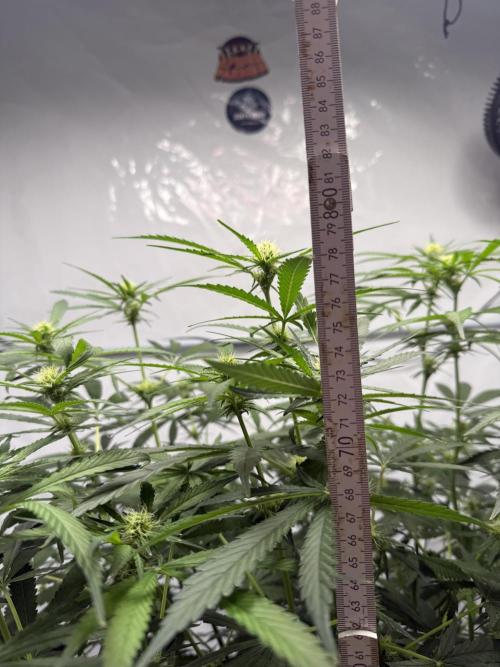 First Time DWC Pineapple Kush Grow. Week 4