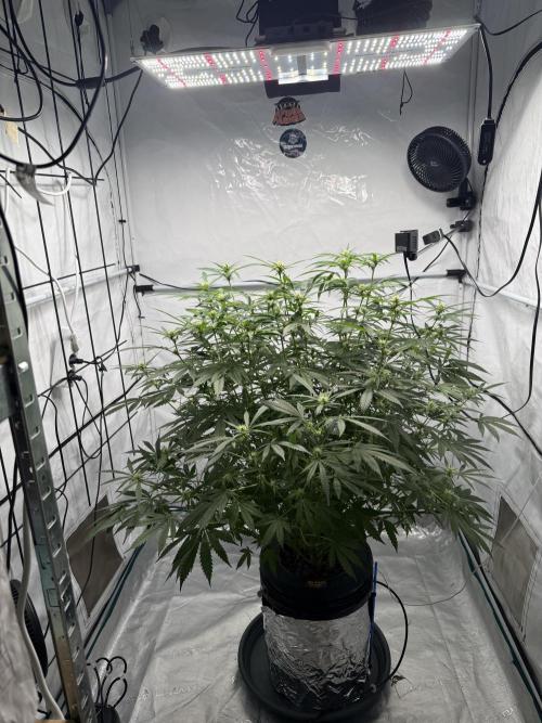 First Time DWC Pineapple Kush Grow. Week 4